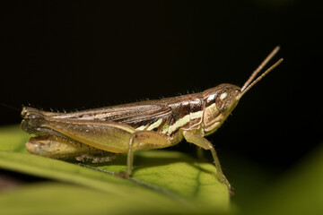 The little grasshopper.