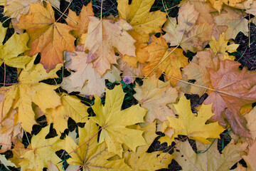 Naklejka na ściany i meble The last clover flower among the fallen autumn leaves
