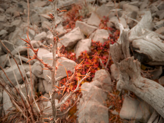 piedras, espinas y hojas rojas en el suelo de otoño