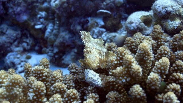 beautiful rare leaf fish on there reef in maldives