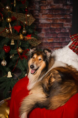 Collie dog lies in a chair against the background of a New Years tree