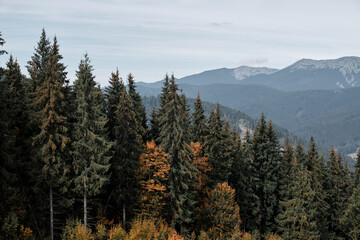 Landscape in the Carpathian mountains.