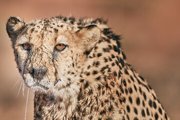 Amazing cheetah close up in Namibia
