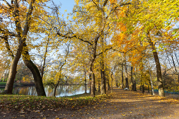 Yellow autumn golden trees and a walkway in the park.