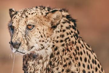 Amazing cheetah close up in Namibia