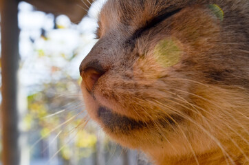 gray cat's face and white mustache close up