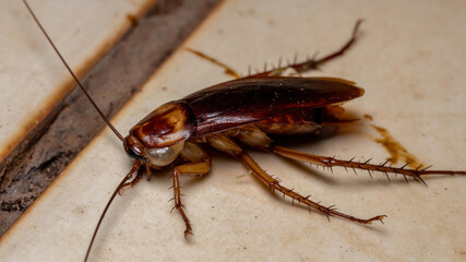 Dead American Cockroach