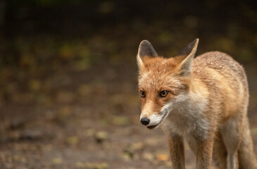 Red Fox near the fence on the territory of the reserve.