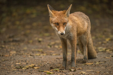 Red Fox near the fence on the territory of the reserve.