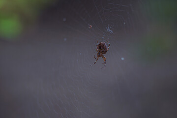 autumn paints in the coniferous forest