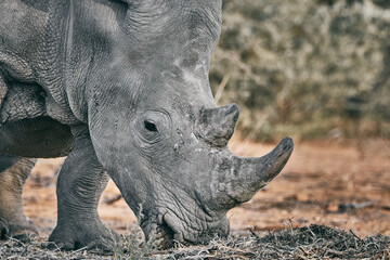 Big rhino in Namibia, Africa