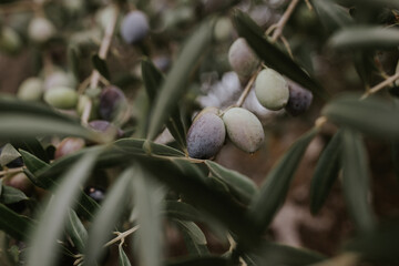 Olives in a tree