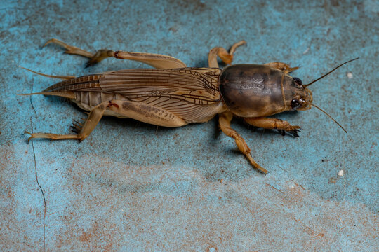 Grylloidea Bilder – Durchsuchen 276 Archivfotos, Vektorgrafiken und ...