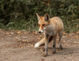 Fototapeta premium Red Fox near the fence on the territory of the reserve.