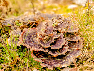 seta silvestre de color negro en el bosque con dia soleado.