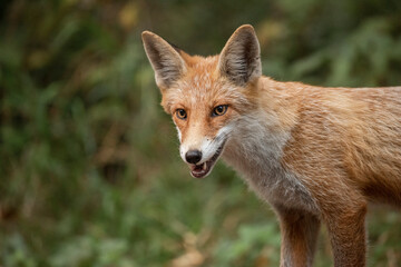 Fototapeta premium Red Fox near the fence on the territory of the reserve.