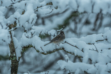 Bird on a snowy branch