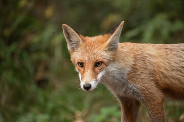 Red Fox near the fence on the territory of the reserve.