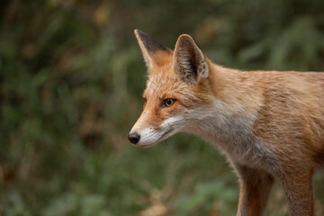 Red Fox near the fence on the territory of the reserve.