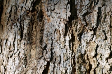 A close view of the bark of the tree in the sunlight.