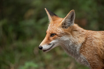 Red Fox near the fence on the territory of the reserve.