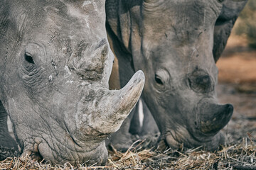 Big rhino in Namibia, Africa