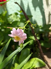 pink and white magnolia flower