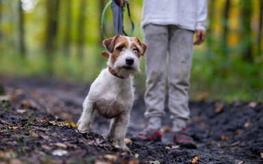 Small white dog Jack Russell terrier beautifully poses for a portrait in the autumn forest. Blurred background and autumn colors, green, yellow, orange, gold.