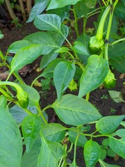 plants in the garden