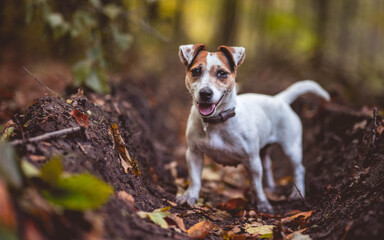 Small white dog Jack Russell terrier beautifully poses for a portrait in the autumn forest. Blurred background and autumn colors, green, yellow, orange, gold.