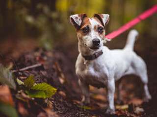 Small white dog Jack Russell terrier beautifully poses for a portrait in the autumn forest. Blurred background and autumn colors, green, yellow, orange, gold.