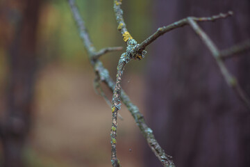 autumn paints in the coniferous forest