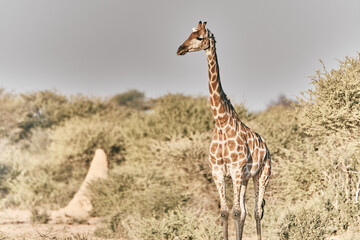 Giraffe in Africa