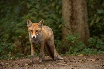 Naklejka na ściany i meble Red Fox near the fence on the territory of the reserve.