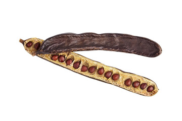 Dried carob pod with seeds isolated on white background.