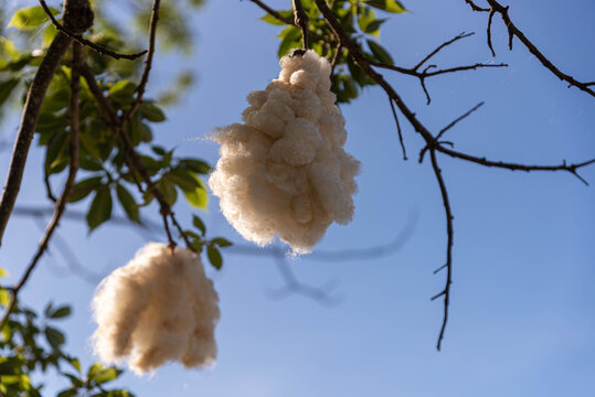 Fruits of paineira tree (Ceiba speciosa) with release of silk paina and seeds