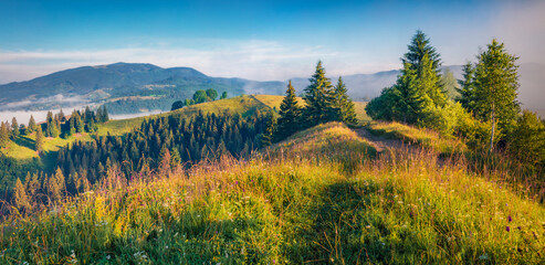 Lush grasses and flowering fields on the slopes of the Carpathian Mountains. Misty morning scene of the Stebnyi village, Transcarpathians, Ukraine, Europe. Beauty of countryside concept background..