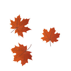 Naklejka na ściany i meble maple leaves isolated on a white