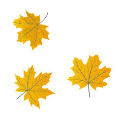 maple leaves isolated on a white