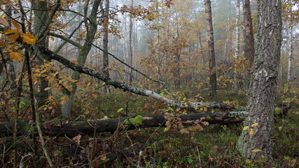 Beautiful forest on a foggy autumn morning. Trees with yellow leaves. Fallen old trees, powdered with moss. Natural forest autumn landscape.
