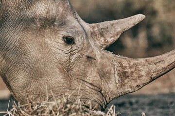 Grey rhinoceros in Namibia, close up