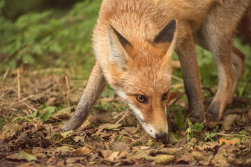 Red Fox near the fence on the territory of the reserve.