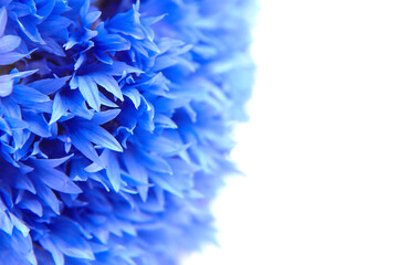 Cornflower petals closeup isolated on white background