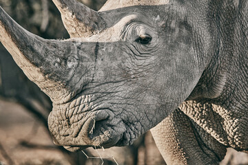 Grey rhinoceros in Namibia, close up