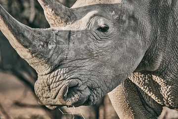 Zelfklevend Fotobehang Grey rhinoceros in Namibia, close up © Pierre vincent