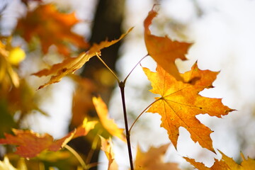 Autumn maple tree with big orange leaves in sunny forest