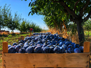 Fototapeta premium plump picking