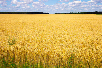 golden cereal field and blue sky towards cumulus clouds