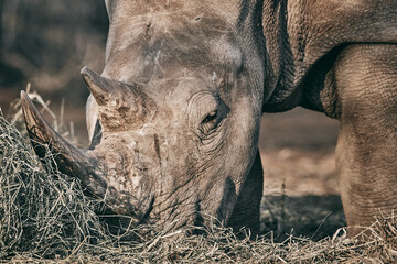 Grey rhinoceros in Namibia, close up