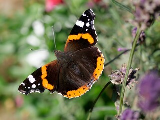 Schmetterling in Nahaufnahme, Vanessa atalanta, Admiral